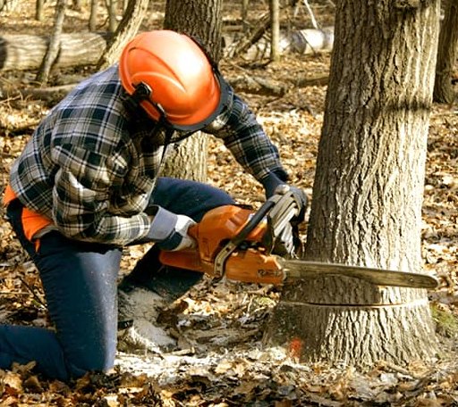 Arborist assessing tree health in Oregon